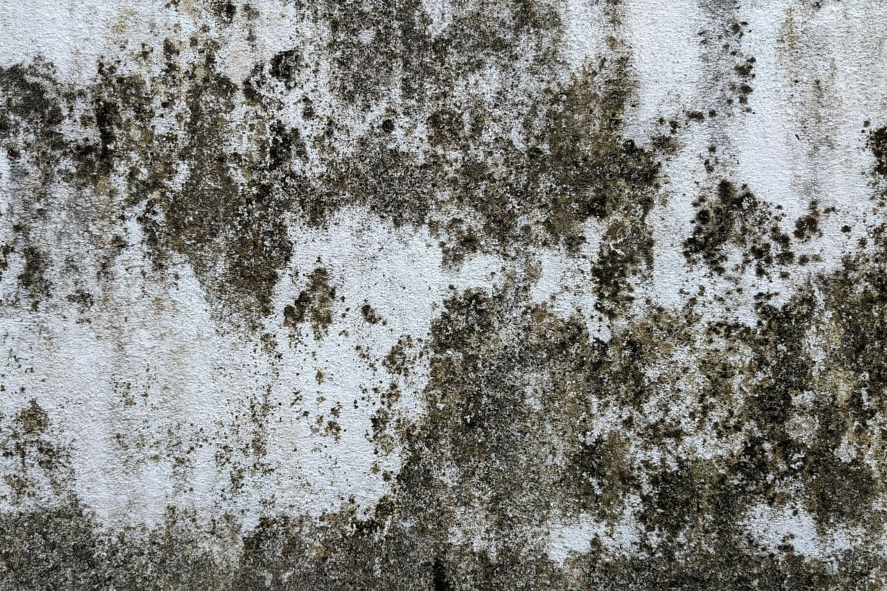 Mold on the wall